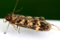 Bryotropha basaltinella