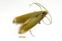Coleophora flavipennella