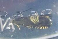 Grapholita compositella
