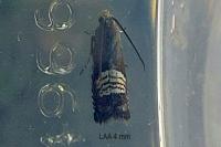 Grapholita compositella