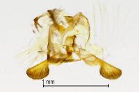 Grapholita compositella