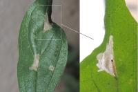 Cosmopterix pulchrimella