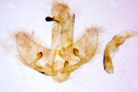 Agonopterix arenella