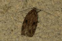 Agonopterix arenella