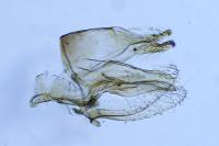 Vulcaniella fiordalisa