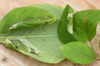 Phyllonorycter emberizaepenella
