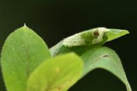 Phyllonorycter emberizaepenella