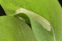Phyllonorycter emberizaepenella