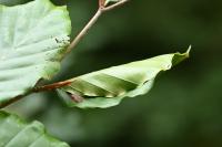 Ancylis mitterbacheriana
