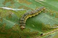 Ancylis mitterbacheriana