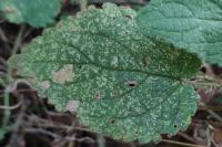 Coleophora ochripennella