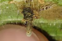 Coleophora ochripennella