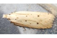 Nothris verbascella