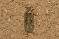 Agonopterix ocellana