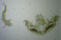 Stenoptilia zophodactyla