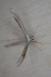 Stenoptilia zophodactyla