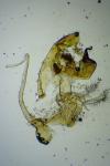 Bryotropha terrella