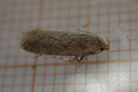 Bryotropha terrella