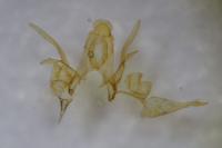 Gelechia senticetella