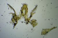 Gelechia senticetella
