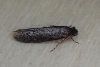 Elatobia fuliginosella