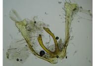 Dichomeris marginella