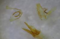 Dichomeris marginella