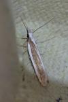 Dichomeris marginella