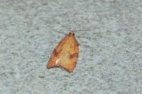 Acleris rhombana