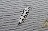 Ethmia