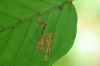 Stigmella hemargyrella