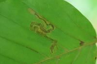 Stigmella hemargyrella
