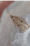 Agonopterix yeatiana