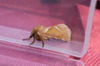 Triodia sylvina