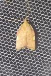 Carcina quercana