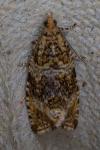 Celypha lacunana