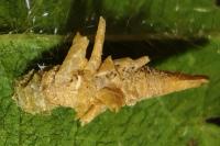 Coleophora violacea