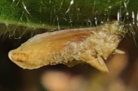 Coleophora violacea