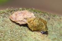 Coleophora lusciniaepennella