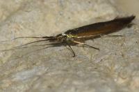 Coleophora deauratella