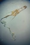 Coleophora deauratella