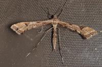 Platyptilia gonodactyla