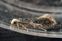 Monopis laevigella