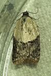 Acleris variegana