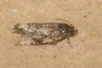 Endothenia marginana