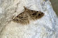 Alucita hexadactyla
