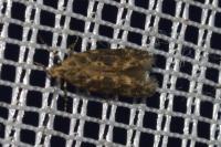 Scrobipalpa ocellatella