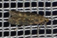 Scrobipalpa ocellatella