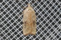 Agonopterix nervosa