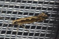 Plutella xylostella